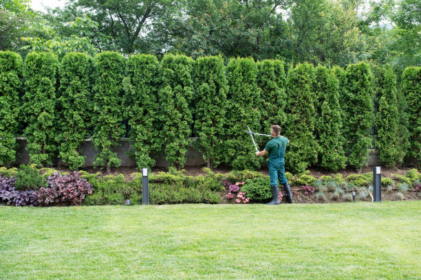 Lawn Watering Services in Tarrytown, NY